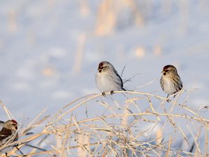 Превью обои птицы, ветки, пара