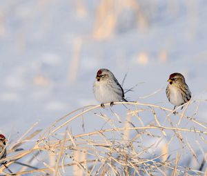 Превью обои птицы, ветки, пара