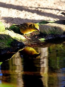 Превью обои птицы, вода, пить, жажда, отражение, берег