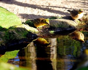 Превью обои птицы, вода, пить, жажда, отражение, берег