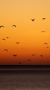 Превью обои птицы, закат, море, горизонт