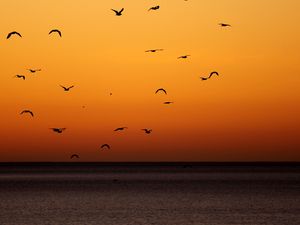 Превью обои птицы, закат, море, горизонт
