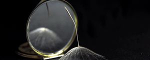 Превью обои пух, одуванчик, зеркало, темный