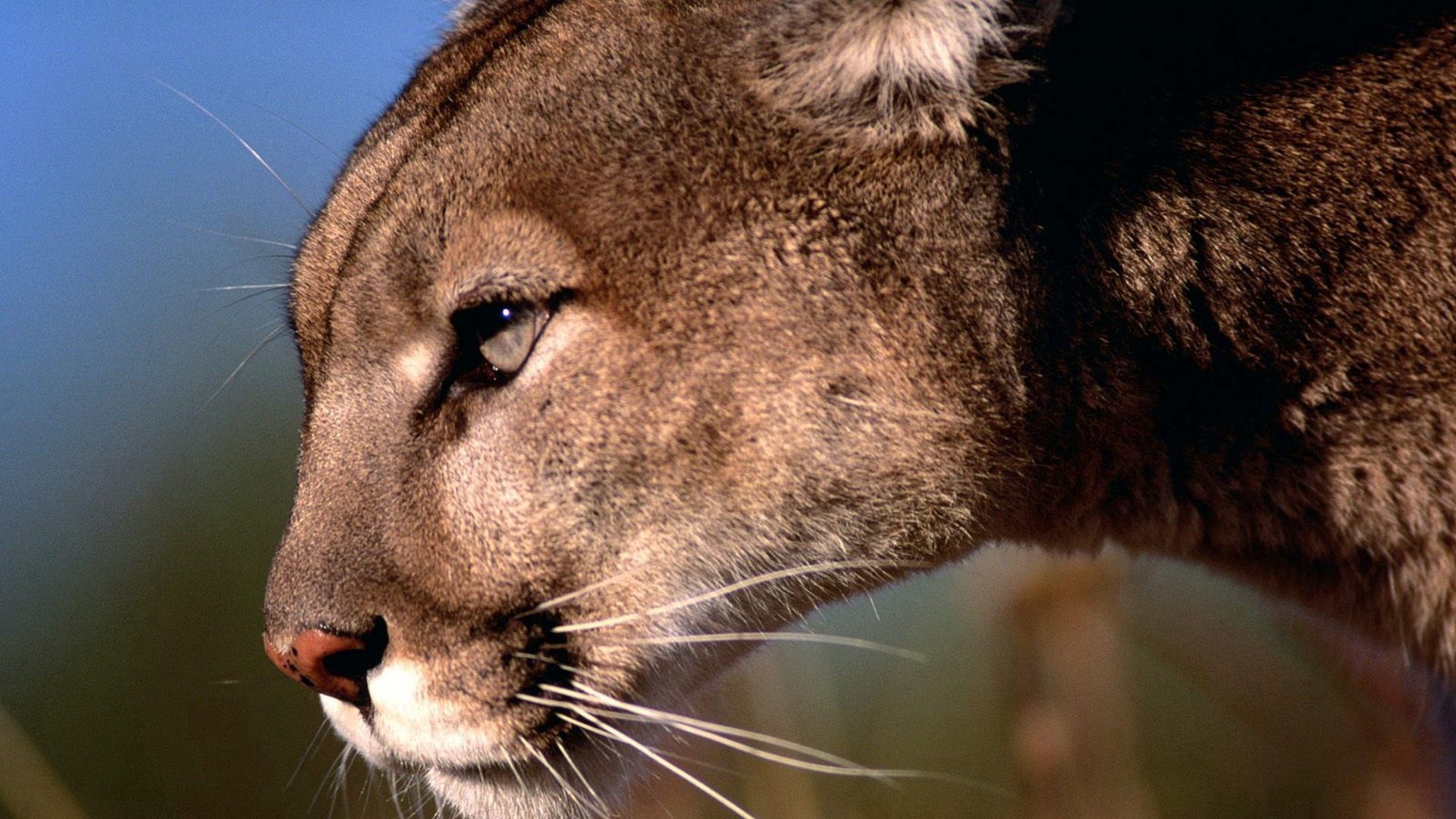 X mountain lion. Пума горный Лев. Злая Пума. Центральноамериканская Пума. Пума хищник.