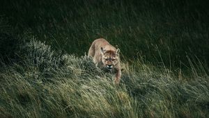 Превью обои пума, хищник, животное, большая кошка, дикая природа