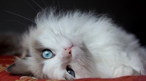 Превью обои пушистый кот, кот, лежит, глаза, красивый кот