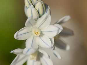 Превью обои пушкиния пролесковидная, цветы, лепестки, блюр