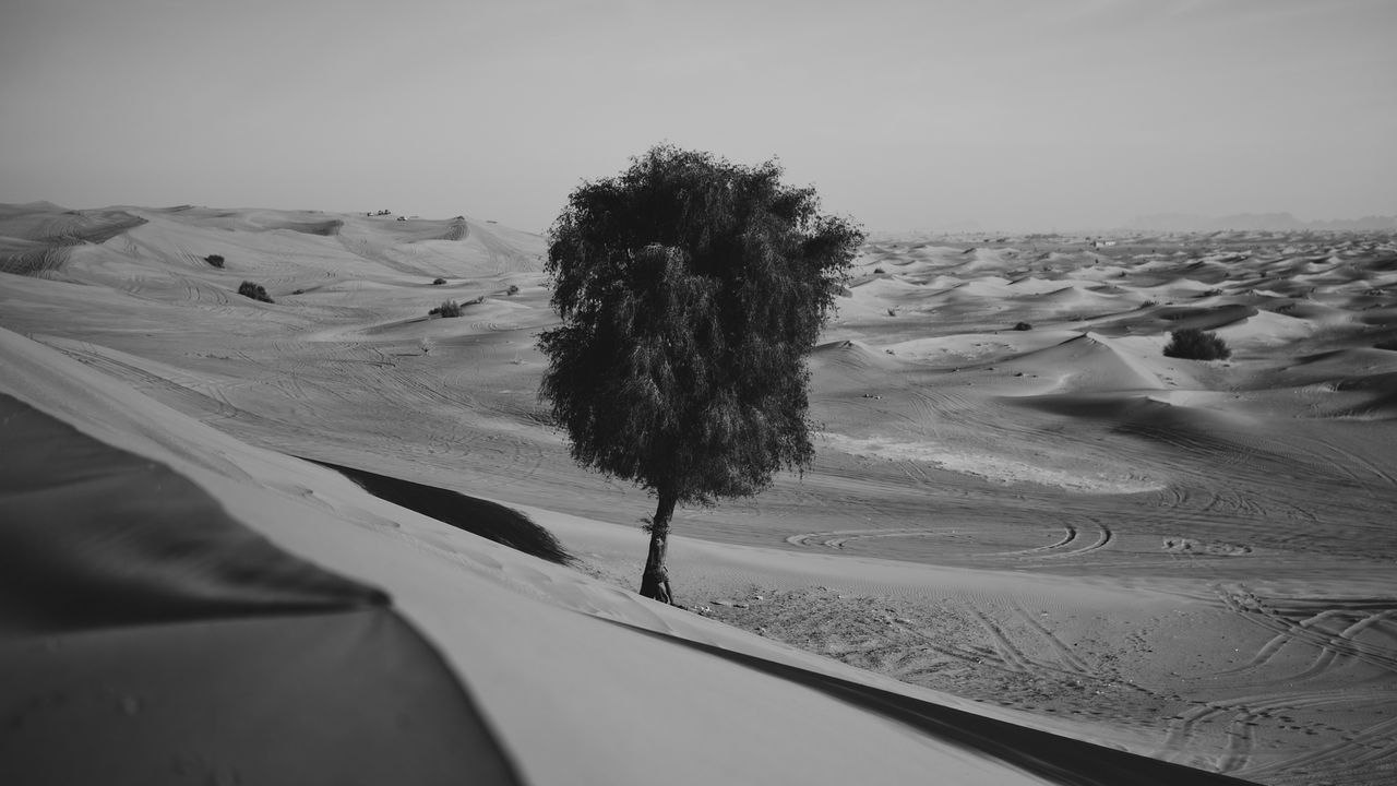 Обои пустыня, дерево, дюны, песок, одинокий, чб