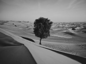 Превью обои пустыня, дерево, дюны, песок, одинокий, чб