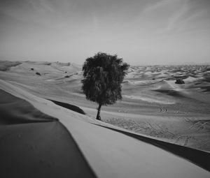 Превью обои пустыня, дерево, дюны, песок, одинокий, чб