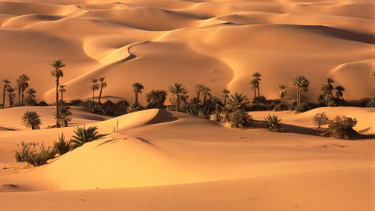 Обои пустыня, оазис, растительность, деревья, пальмы, песок