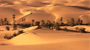 Превью обои пустыня, оазис, растительность, деревья, пальмы, песок