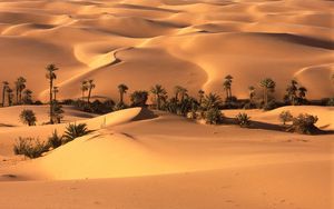 Превью обои пустыня, оазис, растительность, деревья, пальмы, песок