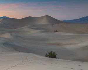 Превью обои пустыня, песок, дюны, природа, кусты, вечер