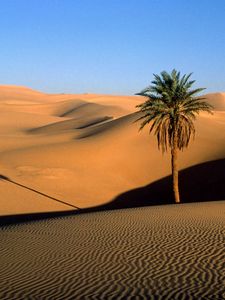 Превью обои пустыня, песок, дюны, пальма, дерево, тень, вечер