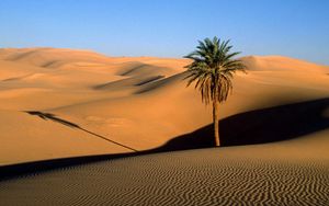 Превью обои пустыня, песок, дюны, пальма, дерево, тень, вечер