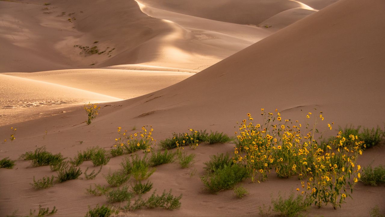 Обои пустыня, песок, цветы, барханы, холмы
