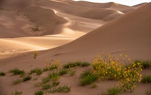 Превью обои пустыня, песок, цветы, барханы, холмы