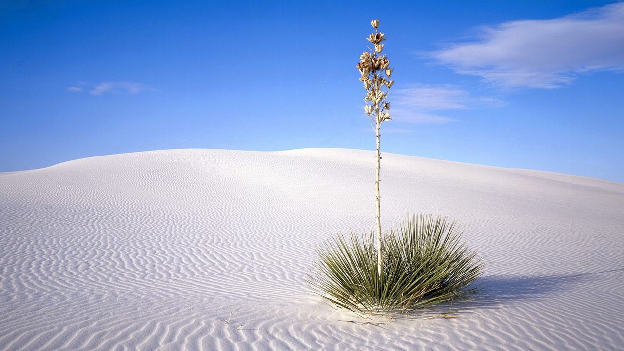 Обои пустыня, растение, колючки, стебель, песок, линии