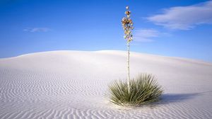 Превью обои пустыня, растение, колючки, стебель, песок, линии
