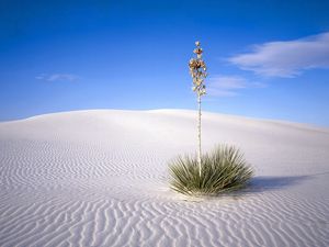 Превью обои пустыня, растение, колючки, стебель, песок, линии