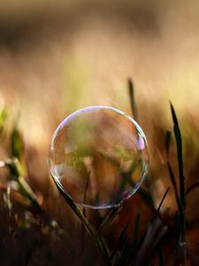 Превью обои пузырь, влага, трава, блики