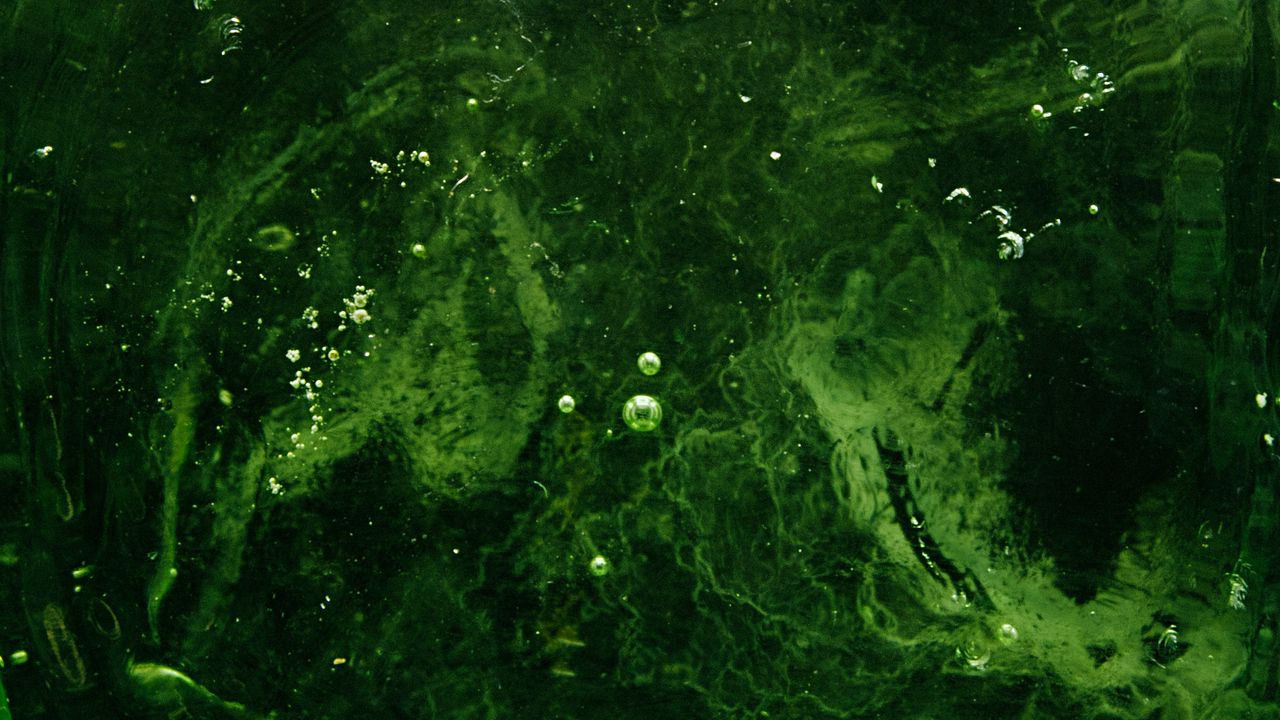 Обои пузыри, вода, жидкость, зеленый