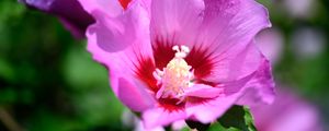 Превью обои пыльца, лепестки, цветок, растение