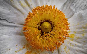 Превью обои пыльца, лепестки, цветок, макро, желтый