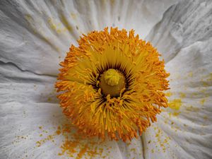 Превью обои пыльца, лепестки, цветок, макро, желтый