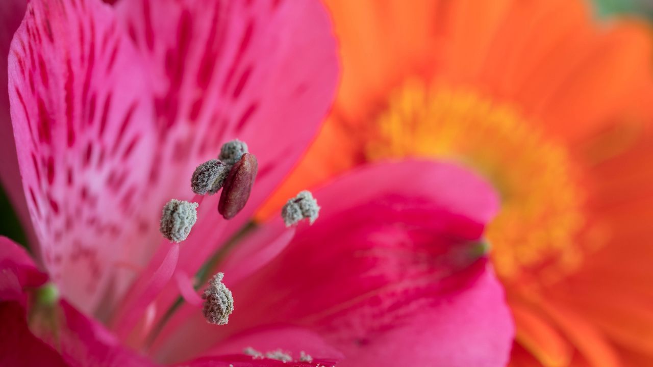 Обои пыльца, лепестки, цветок, макро, розовый