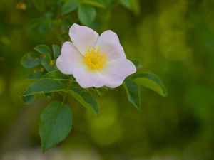 Превью обои пыльца, цветок, лепестки, листья, макро