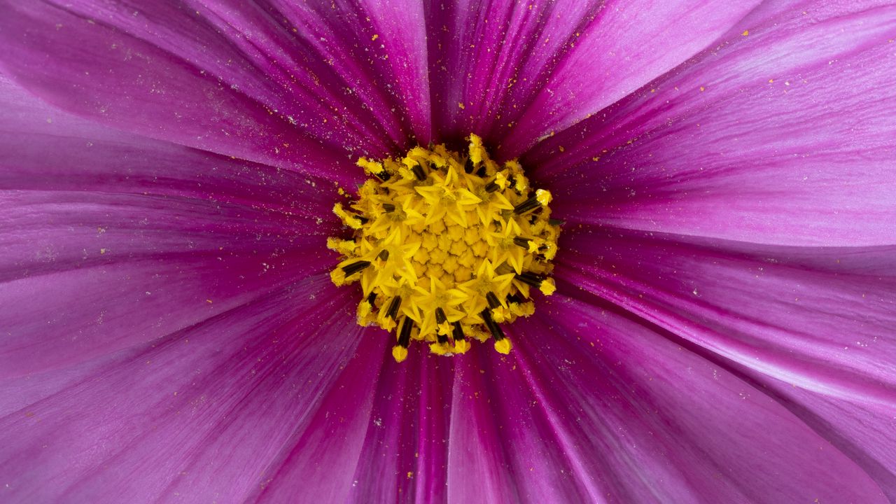 Обои пыльца, цветок, лепестки, фиолетовый, макро
