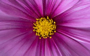 Превью обои пыльца, цветок, лепестки, фиолетовый, макро