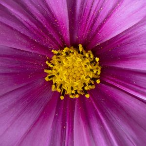Превью обои пыльца, цветок, лепестки, фиолетовый, макро