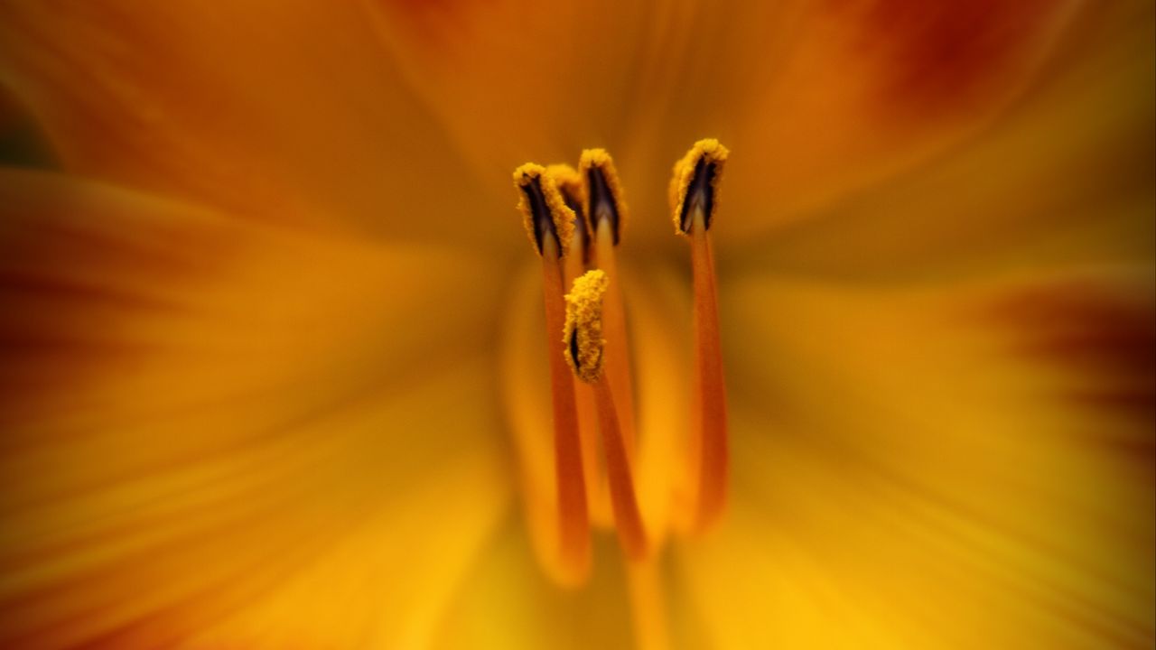 Обои пыльца, цветок, макро, оранжевый