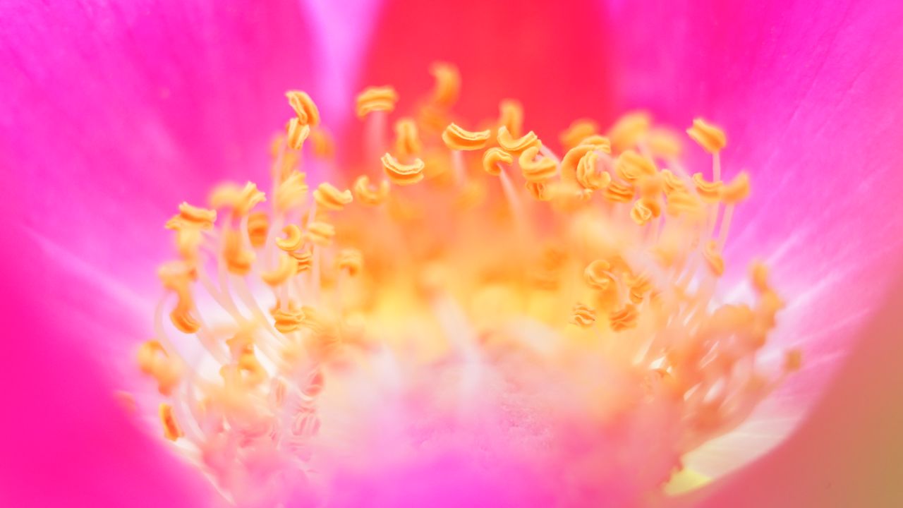 Обои пыльца, цветок, макро, розовый