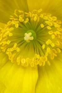 Превью обои пыльца, цветок, желтый, макро