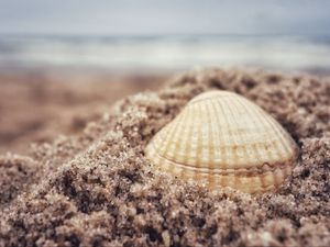 Превью обои ракушка, песок, пляж, макро, гранулы