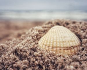 Превью обои ракушка, песок, пляж, макро, гранулы