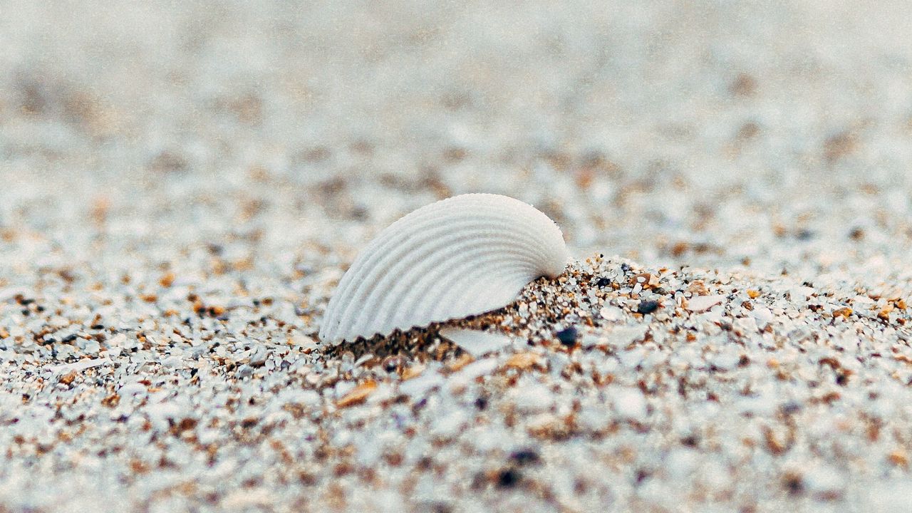 Обои ракушка, пляж, песок