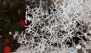 Превью обои растение, белый, ветки, листья, крупный план