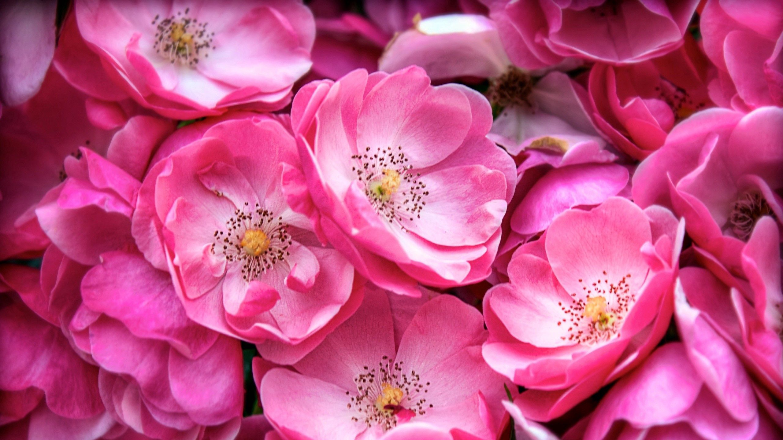 2560x1440 растение, цветы, розовый, цветение обои.