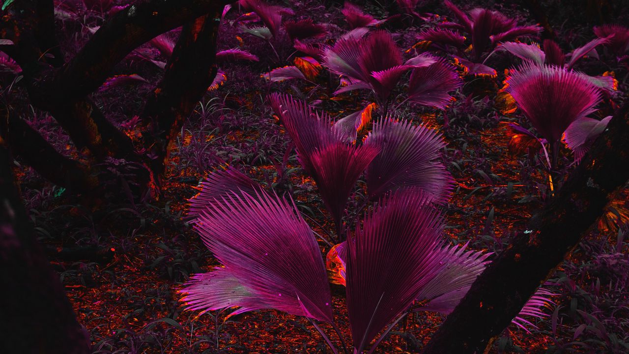 Обои растение, фиолетовый, листья, джунгли, тропики