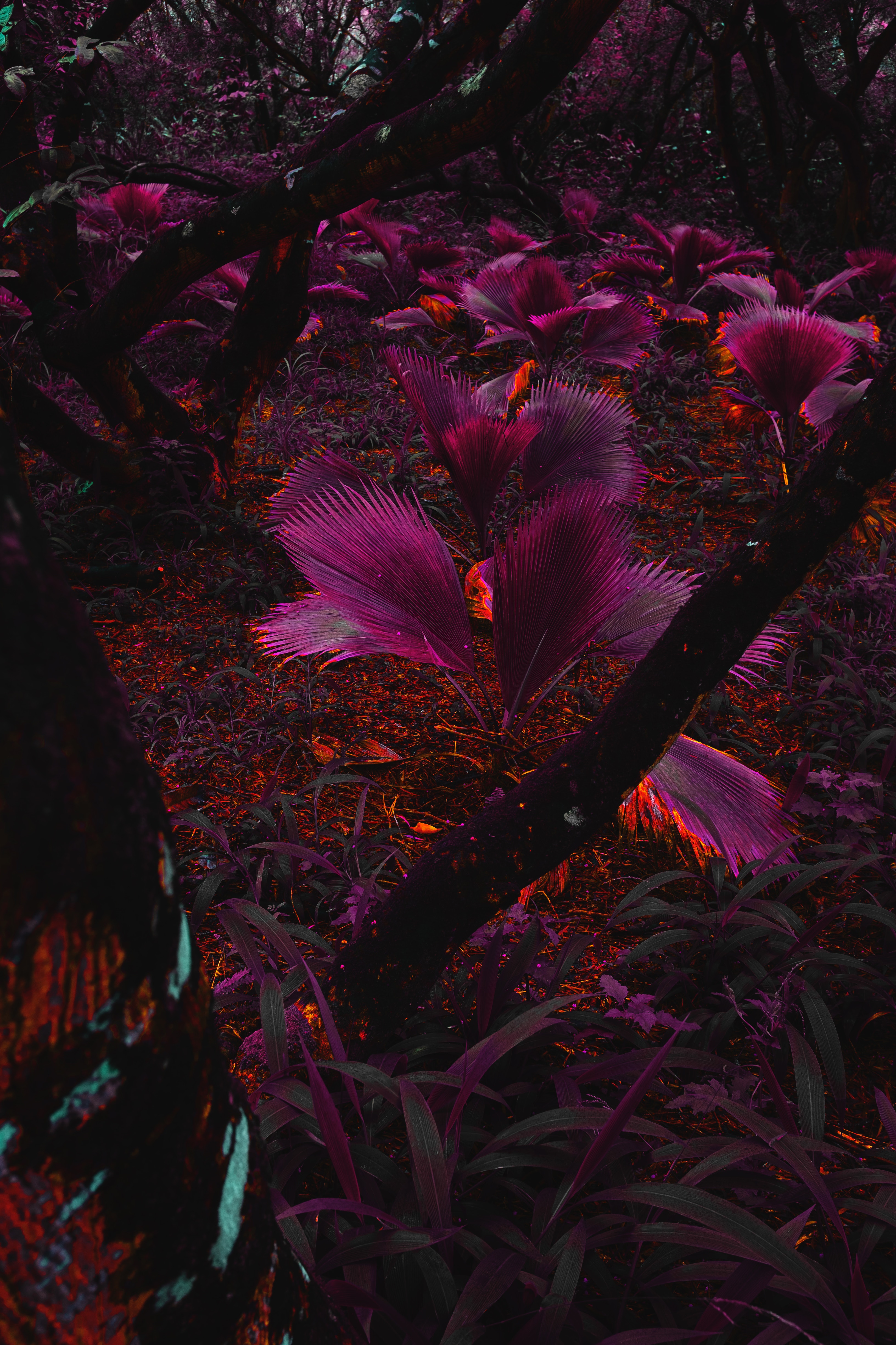 Розовое болото. Тропические растения. Фиолетовые листья. Цветок с фиолетовыми листьями. Цветы в джунглях.