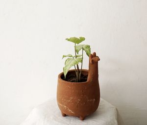 Превью обои растение, горшок, декор, минимализм