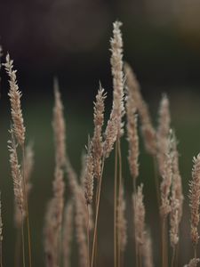 Превью обои растение, колосья, размытие, макро