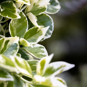 Превью обои растение, куст, листья, макро, зеленый