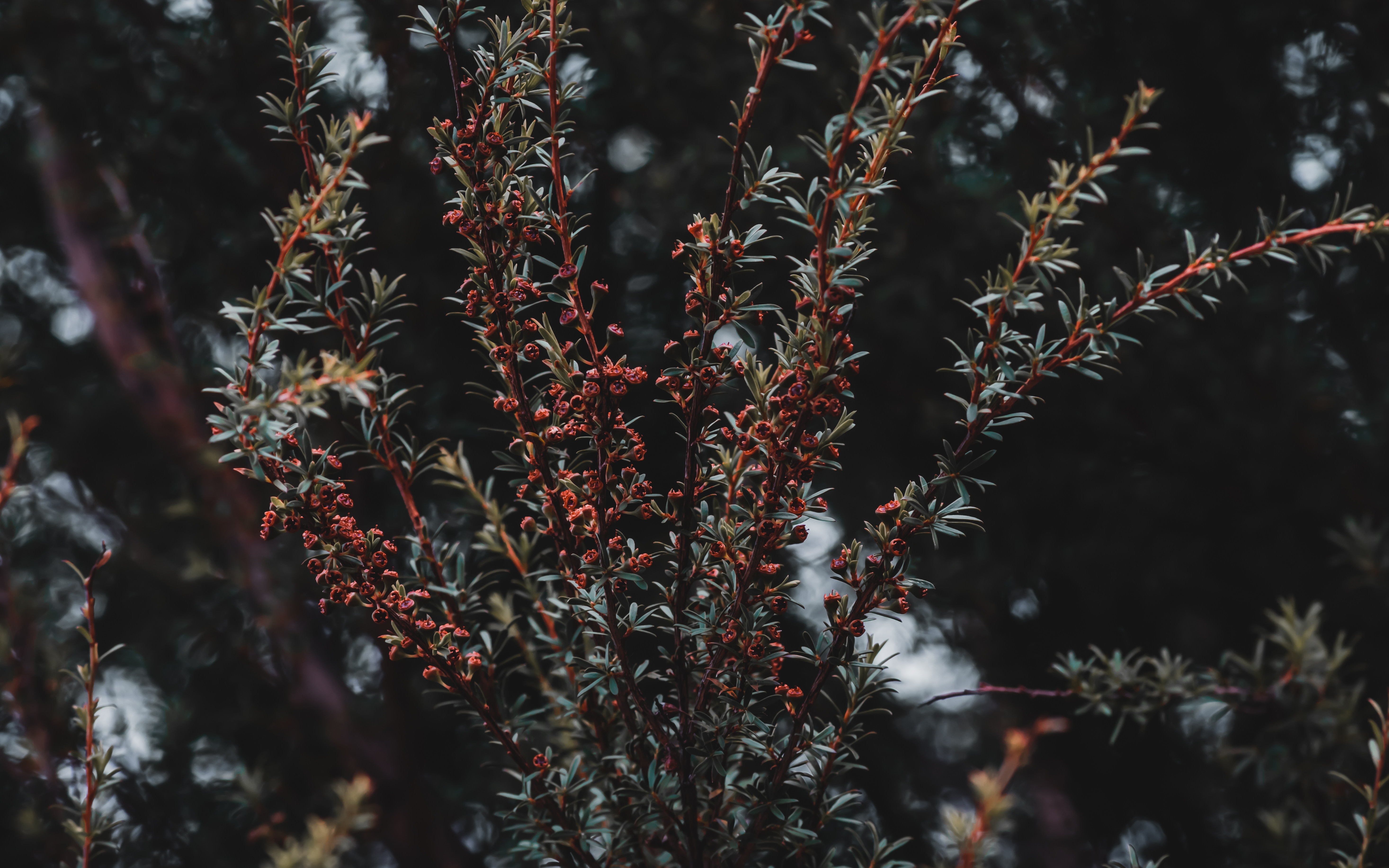 Колючий кустарник. Колючий куст 4. Сухой колючий куст. Терновый венец куст. Тёрн,терновый куст колючий.