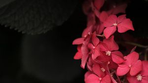 Превью обои растение, лепестки, листья, розовый